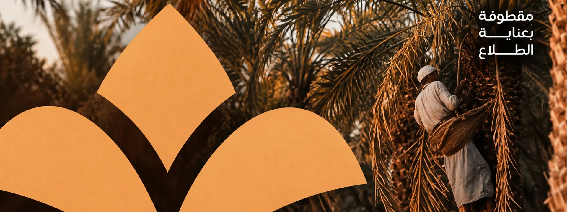 Premium Egyptian Dates
